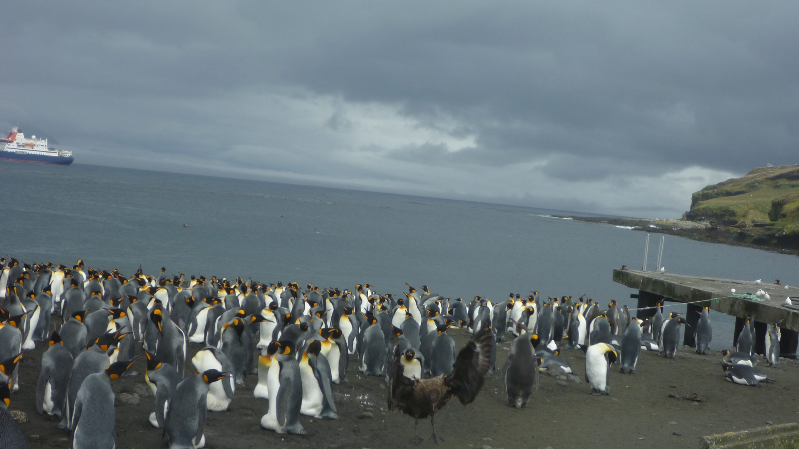kerguelen